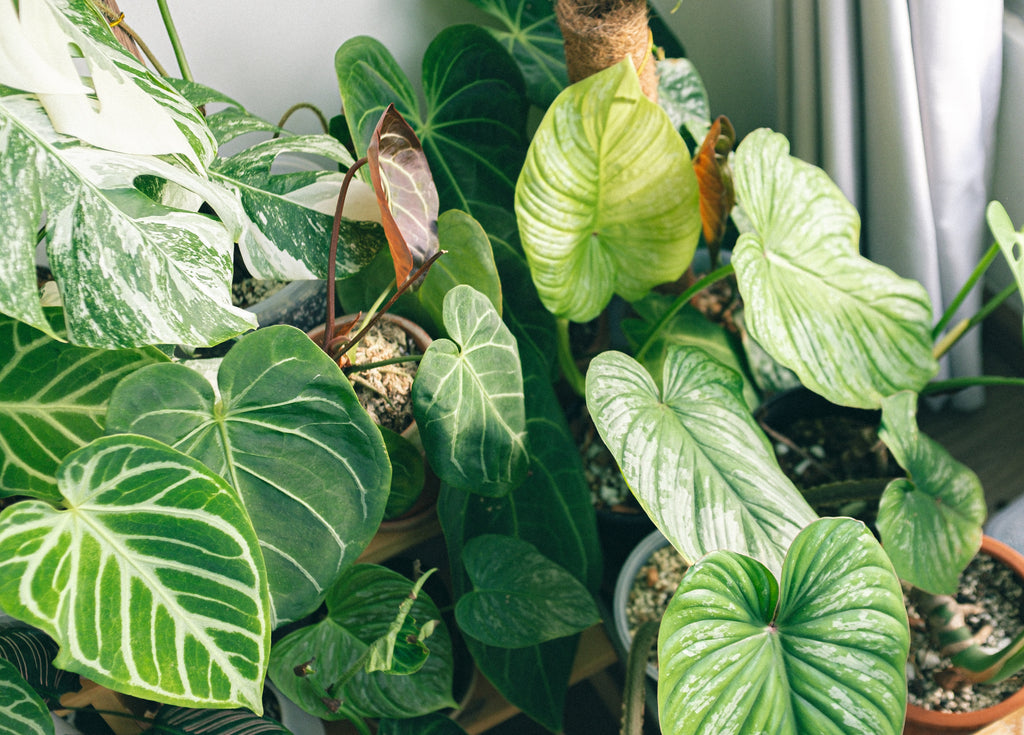 A beginner's guide to indoor plants with Plunt.co