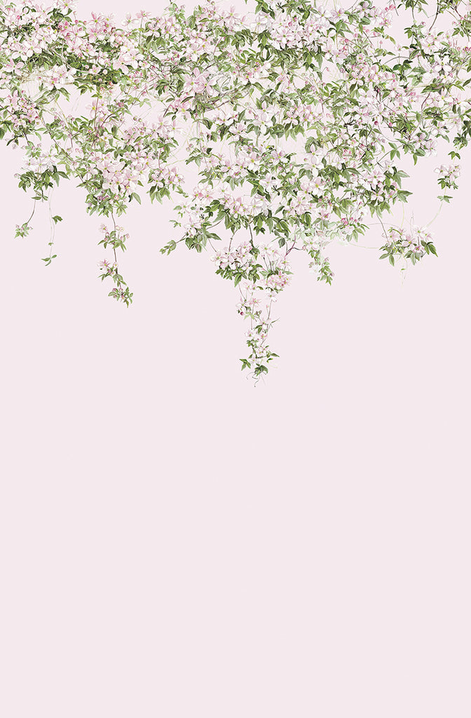 Classic Clematis, Floral Mural Wallpaper in Pink, closeup
