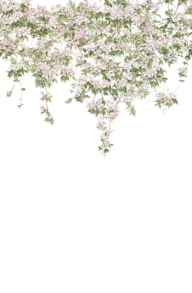 Classic Clematis, Floral Mural Wallpaper in White, closeup