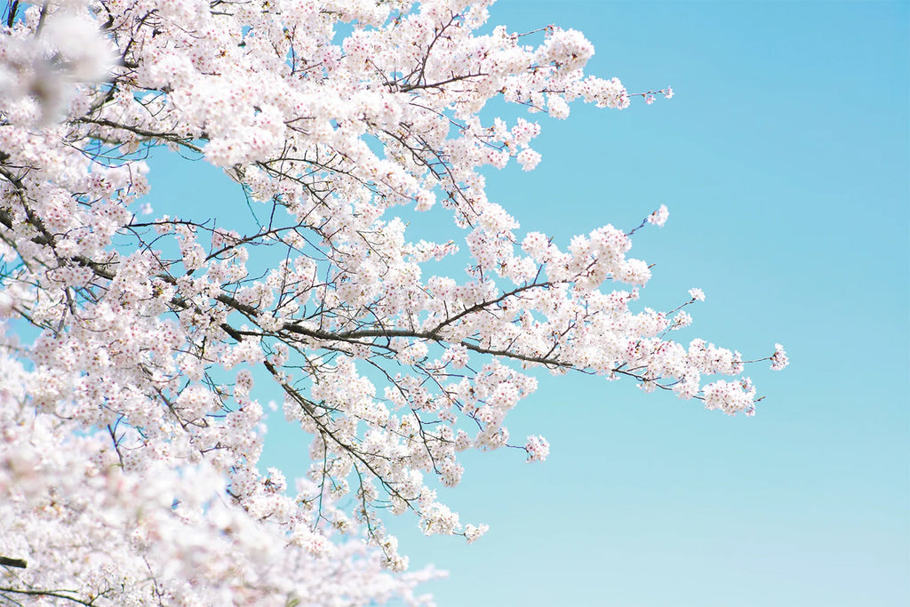 Japanese Cherry Tree, Mural Wallpaper close up