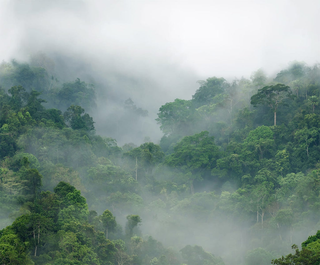 Misty Jungle, Landscape Mural Wallpaper closeup