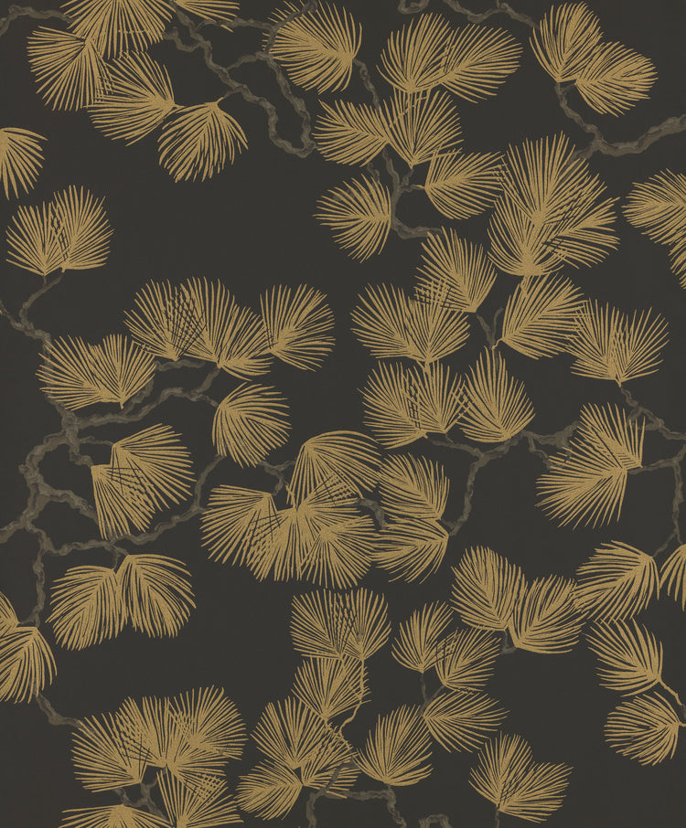 Pine, Wallpaper in black featured closeup