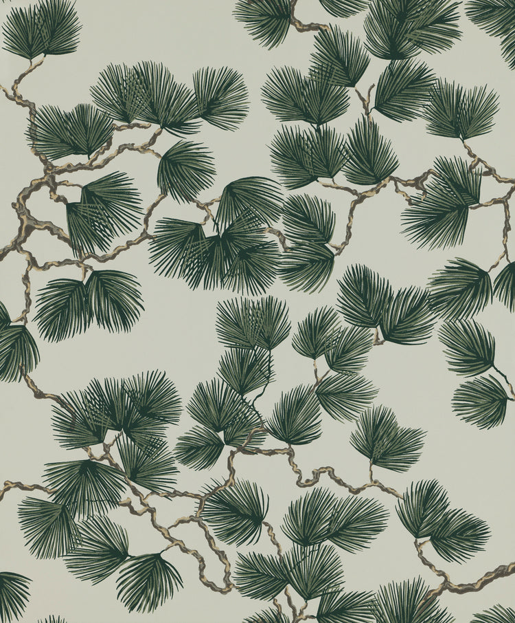 Pine, Wallpaper in green featured closeup