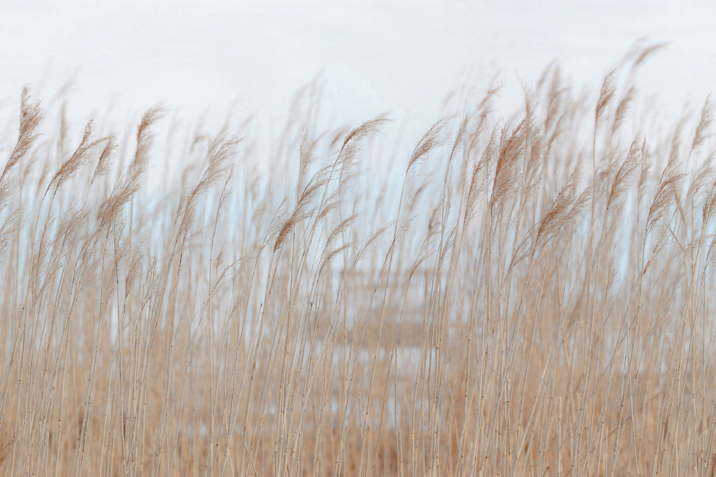 Swaying Reed, Natural Mural Wallpaper in Standard Colourway